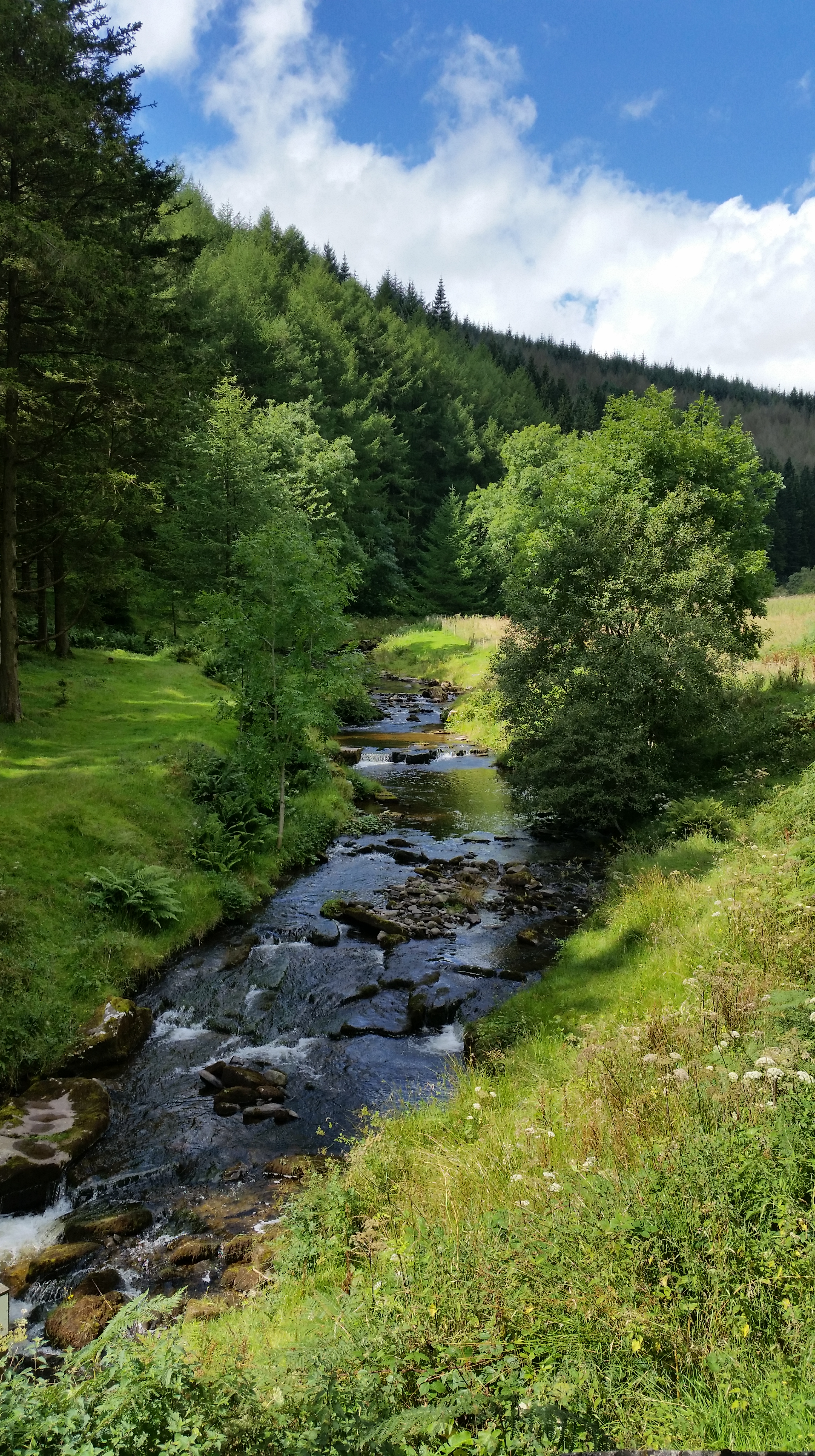 august grwyn fawr 1 2016