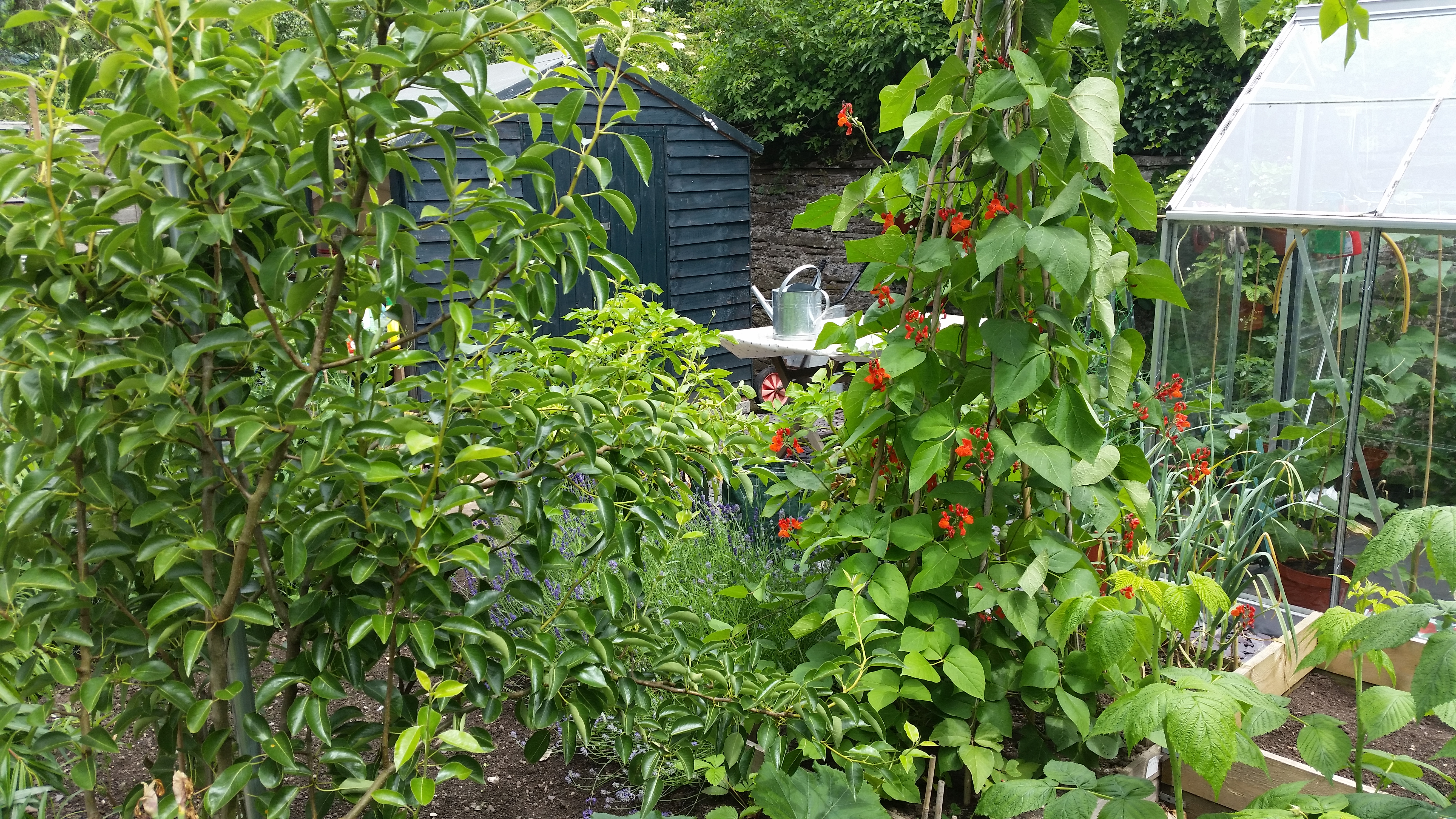garden 2016 32 june.jpg